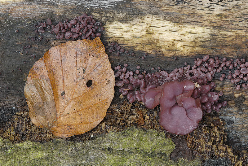 Ascocoryne sarcoides